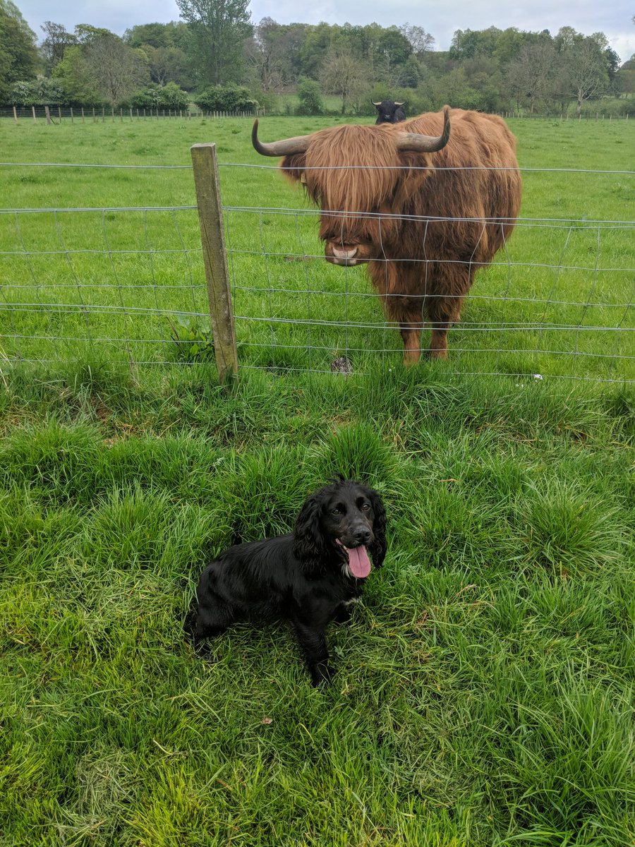 PSOSDogs's tweet image. #TongueOutTuesday from #PDBilly. His new friend didn't want to join in🤣. 

Big thanks to Billy who donated blood @taylorvets last month. His blood will be used to make eye drops for pet dogs who have ulcers! 
#ScienceIsAmazing
#HeilanCoo