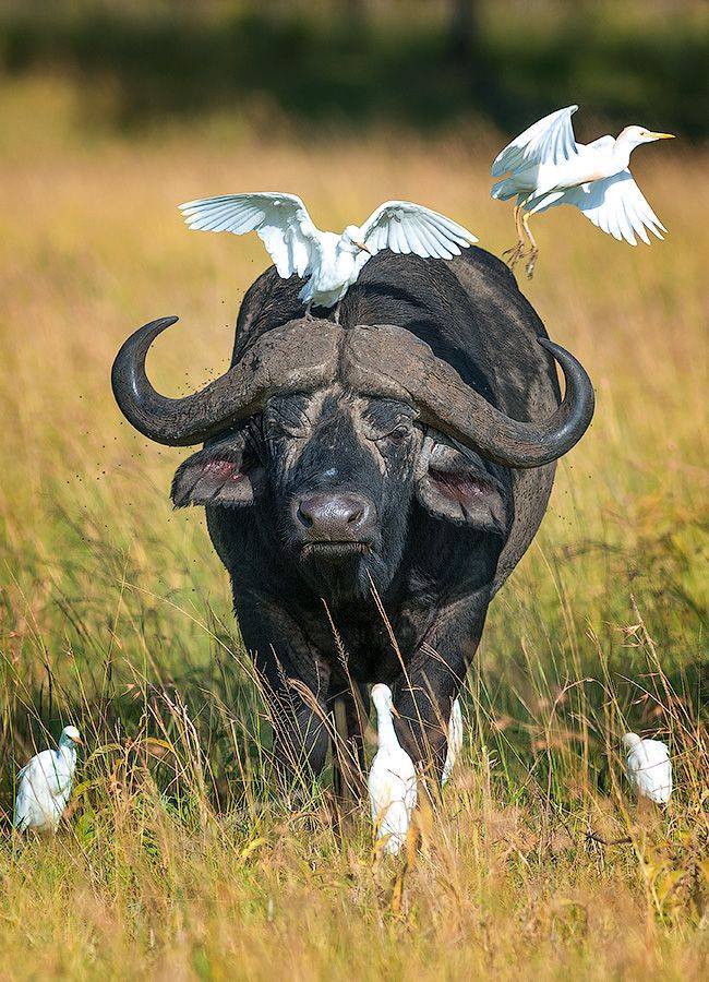 Banter kiasi tu ya kuchangamsha wasee kwa TL: 

Vile maplayers wa Liverpool watakuwa waki-attack Messi 😅

📸 by Bob White