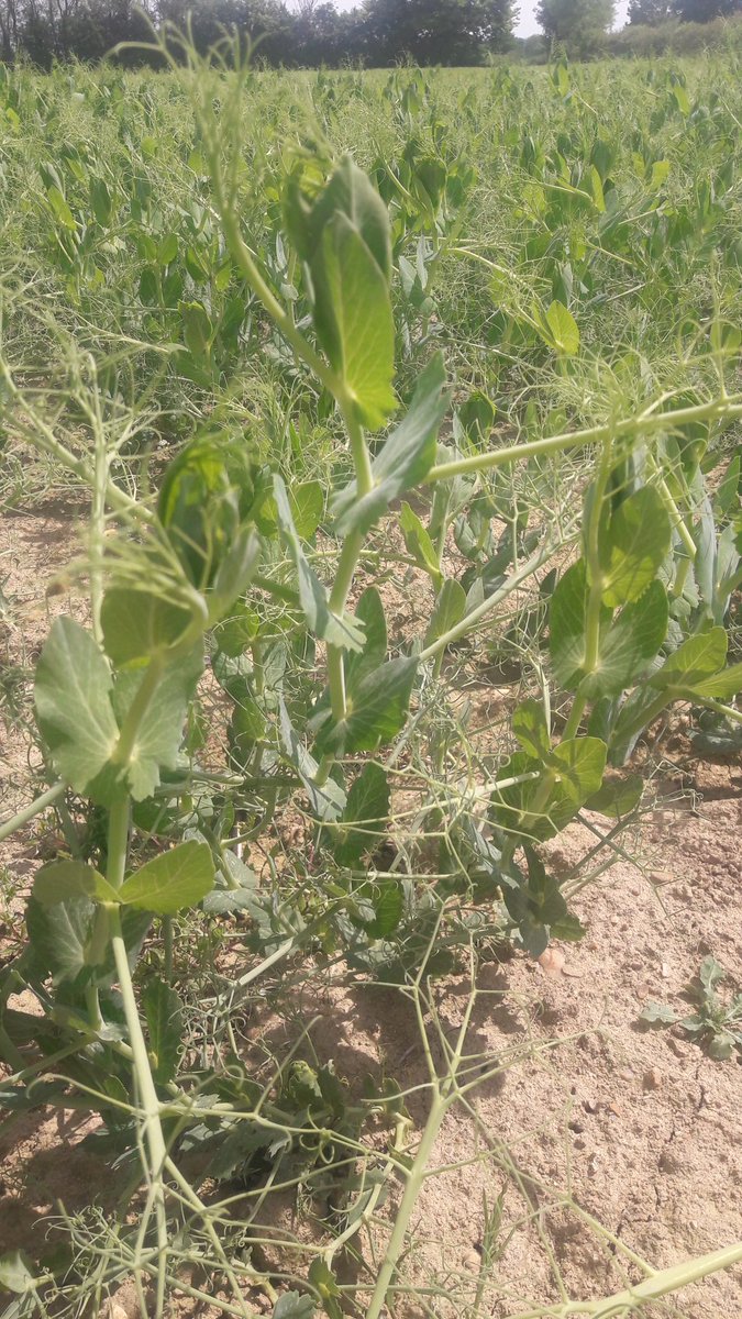 semaeCentre's tweet photo. La période des #Proteagineux arrive. Repérage des parcelles de #semences pour l'#asfis. #Lupin #Pois 17 techniciens vont se former la semaine prochaine.
🌱🐞Identité #variétale et 🤸♂️méthode d'inspection au menu 🍽
@gnis @GnisOuest @GnisCentre @GEVESGip de #brion
@terresinovia https://t.co/0EeZJ9CaVc