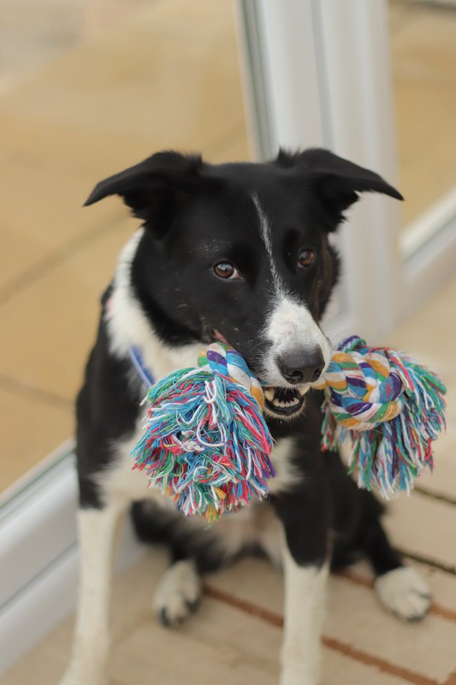 colliefullife's tweet photo. Me just looking cute with the rope toy, sadly it belonged to the other doggies in the house so I couldn't keep it.
Moss
#AngusAmbassadog #DogFriendlyAngus #CaniCross #RuffDugger #CaniCrossDog #dogsoftwitter https://t.co/HXQJLsV5Tr