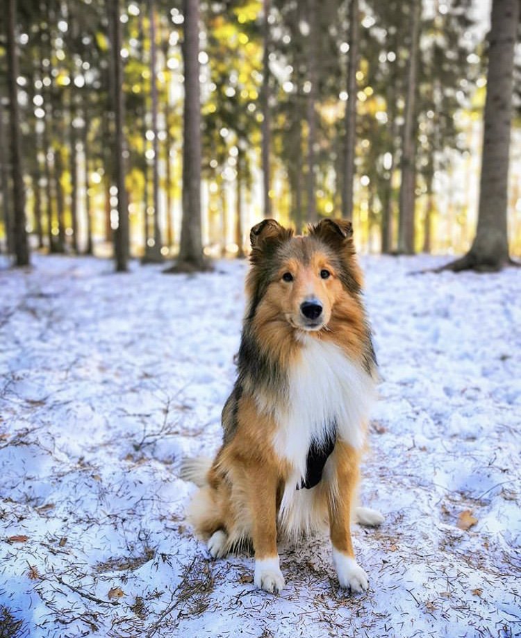 Dog__360's tweet photo. “My cats inspire me daily. They inspire me to get a dog!”  – Greg Curtis
•
•
•
•
•
📸IG @luca_sheltie Save 10% off your next order with promo code “POOCH360” ➡️https://t.co/lqYMmaqpjW #dog360 https://t.co/fCSaMFXHth