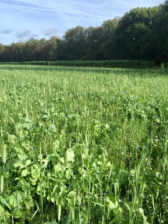 Radical Pheasant &amp; Finch is a fast-establishing wild-bird mix option. It provides the ideal break crop in a kale-based crop system to avoid clubroot issues. 

Please call the office for more information - 01722 744494

<a href="/NationalGamekee/">National Gamekeepers</a> <a href="/Gameandwildlife/">The Game & Wildlife Conservation Trust</a> #Conservation