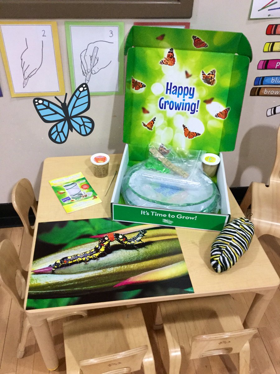 32 Painted Lady caterpillars have just arrived in the #DarlingDucklings classroom. We are looking forward to seeing some exciting changes happen over the next few weeks! 🐛🦋 @The_IEYC  #brilliantbugball #STEM #inquire #investigate #explore