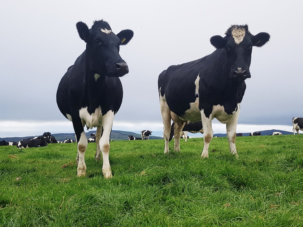 Tag med DFA på Studietur- og investeringstur til Tyrkiet. Læs mere i linket #DanishFarmersAbroad #DFA #landbrug danishfarmersabroad.dk