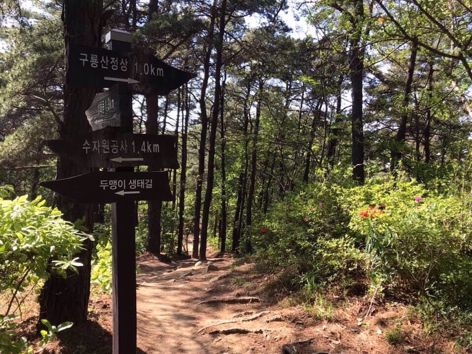 #구룡산 
푸른숲과 아름다운 오솔길이 있어 도심속에서 산행을 즐길 수 있는 "구룡산"에서~~ 🌴🦋🐝
소나무 숲으로 우거져 있어 숲의 맑은 기운을 온 몸으로 느껴서 참 좋았네용~~🚶💦
연휴 마지막날 무더운 날씨에 시원한 숲속을 여유롭게 걸으며 건강과 휴식을 즐기고 왔네요^^  #청주시