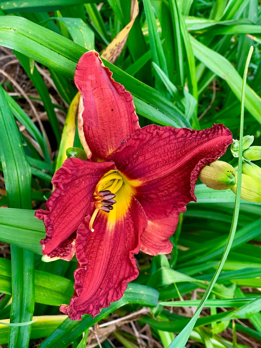 Sitting in the yard working on the end of Inheritance and my mom’s flowers are blooming. The transplants to my yard she planted are some of my best inheritances.