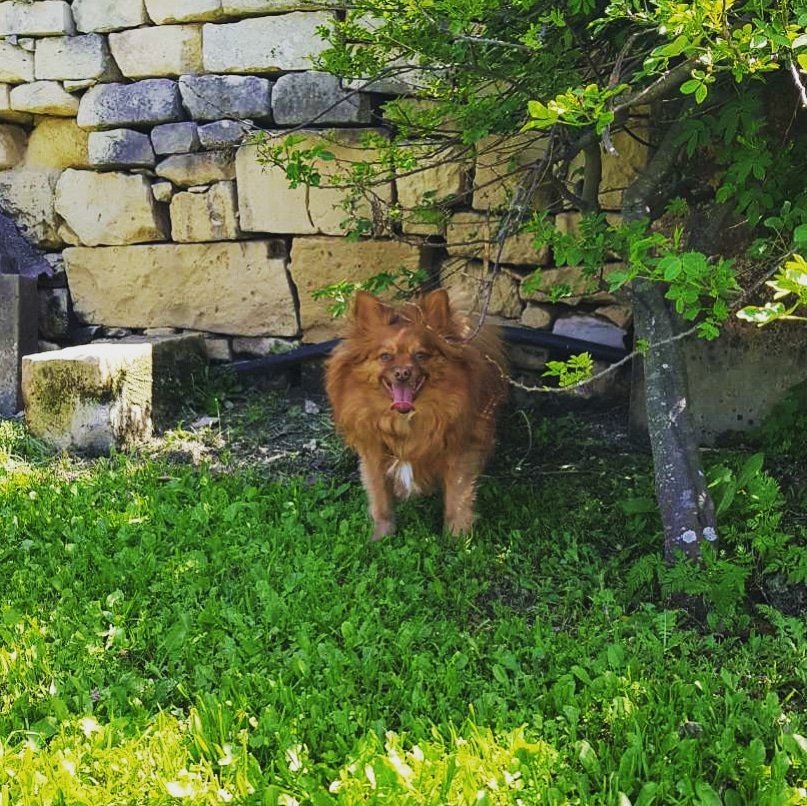 Msida Bastion Historic Garden mylosdogblog.wordpress.com/2019/05/07/msi…