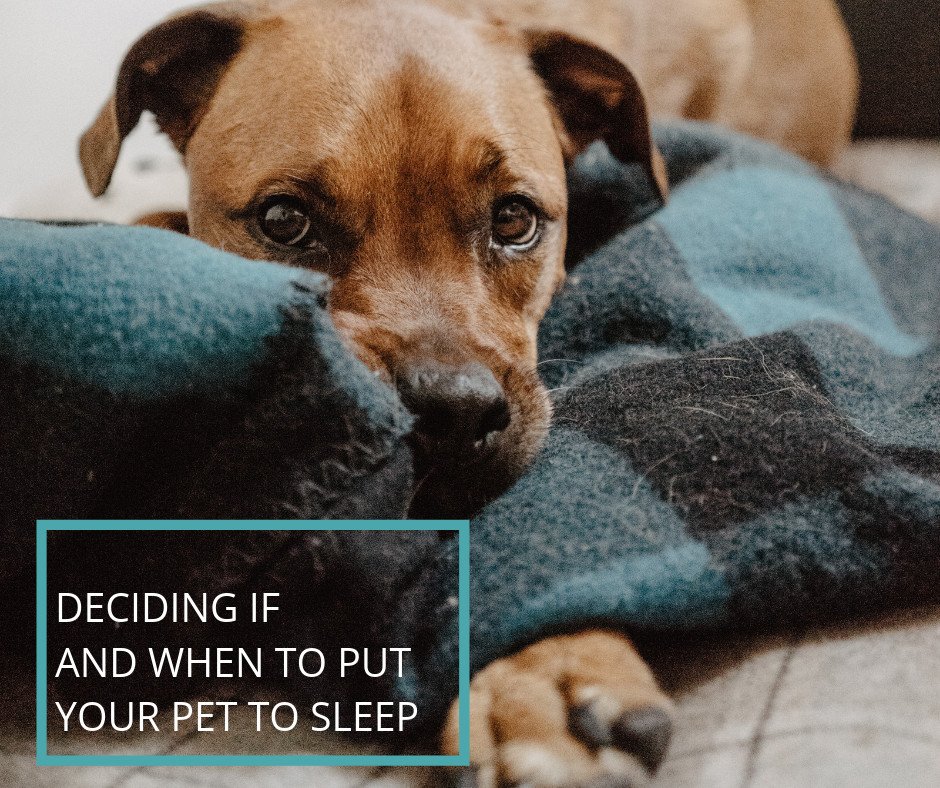 The most emotional choice you will ever have to make is putting your pet to sleep. A pet owner should understand that sometimes making this decision is the best thing to do. Don’t let them suffer more than they could handle. 
Contact us If you need help 👉 bit.ly/2DKRY8M