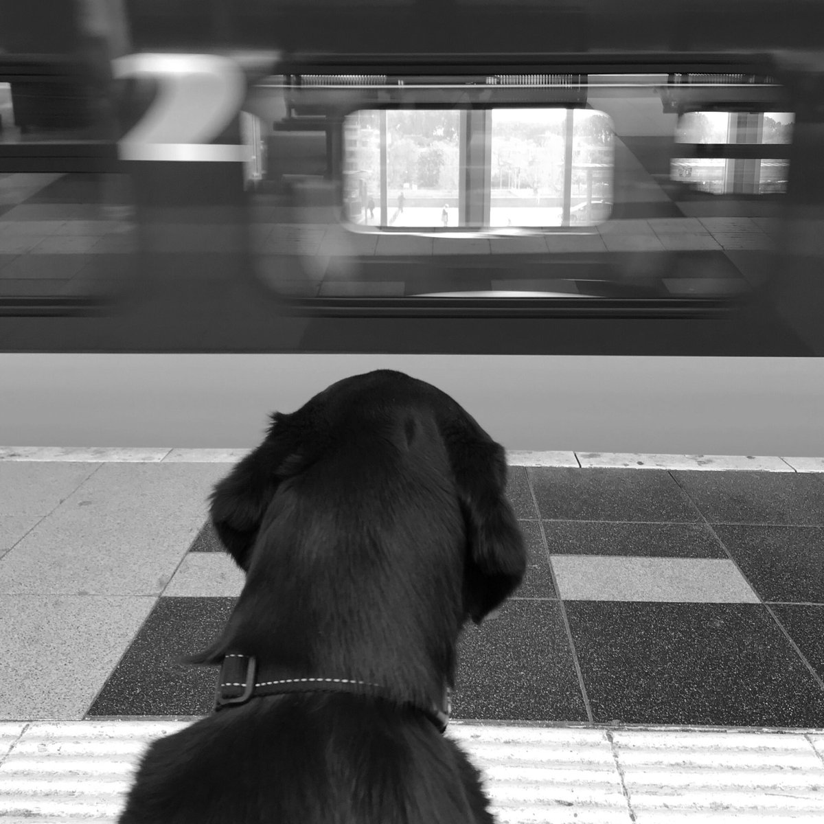 MetzGerard's tweet photo. Soms is ergens zitten en even niets doen de beste training...... #geleidehond @KNGFGeleidehond https://t.co/wnLqsvMvbe