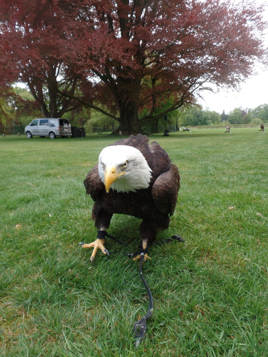 GVeldscholte's tweet photo. @DTZC  Roofvogelshow op 't Bouwhuis was een geweldige ervaring voor menig cliënt https://t.co/JjZtoVunEr