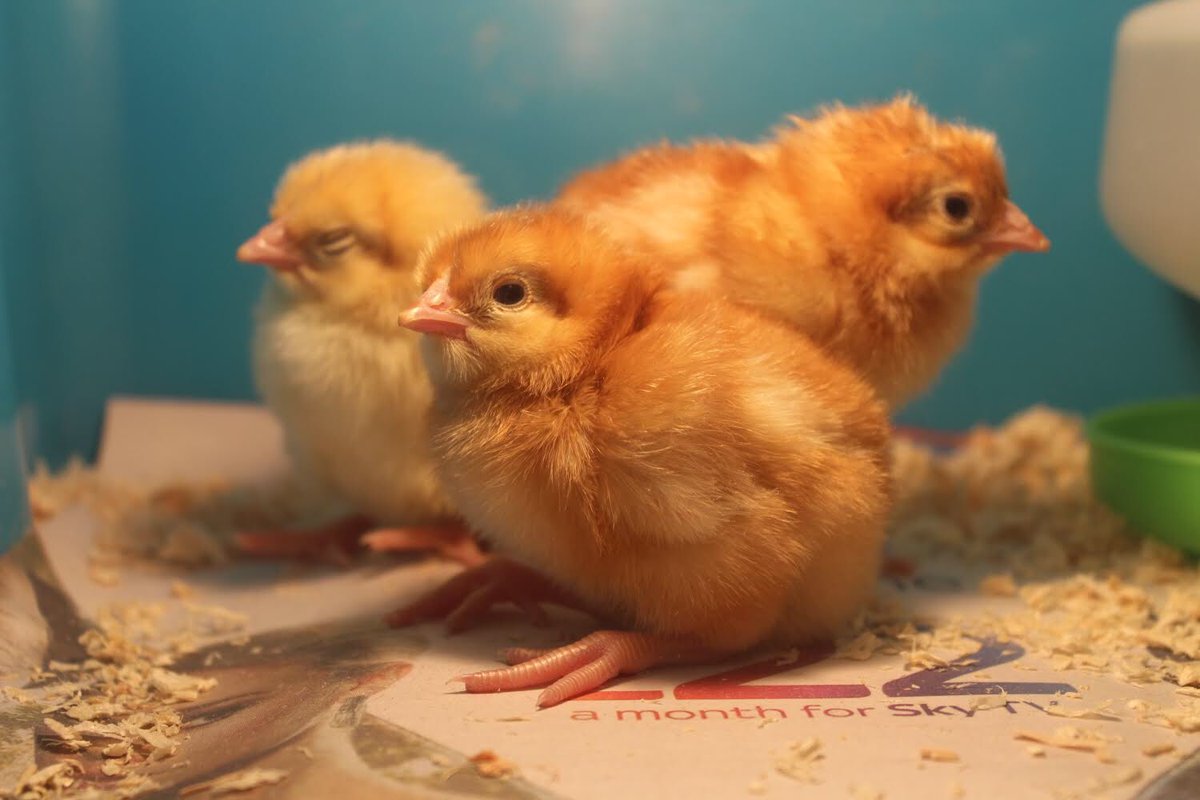 morehouseschool's tweet image. We are thrilled to have 10 happy &amp;amp; healthy chicks! 🐣 All chicks hatched last week &amp;amp;  are doing well. The girls (&amp;amp; staff!) are enjoying their animal therapy sessions with them. 💫 #chicks #livingeggs #animaltherapy
