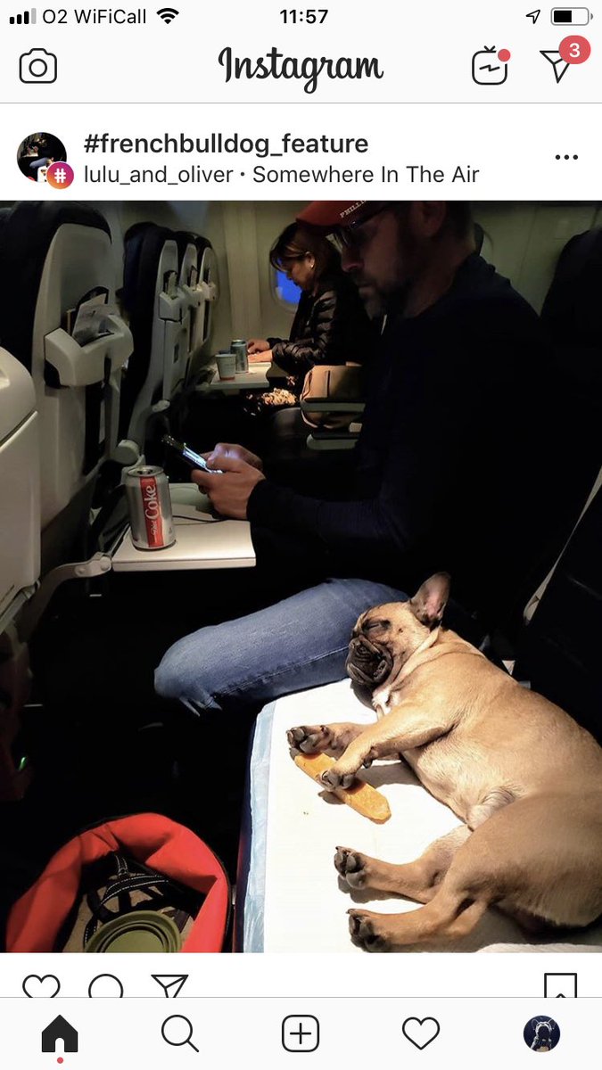 swiss airlines dog in cabin