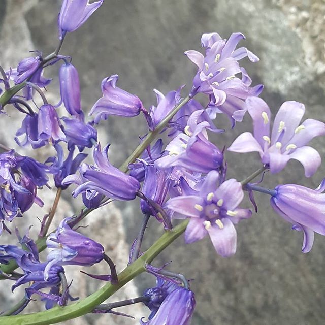 knittingcloud9's tweet photo. Stunning bluebells against greystone wall at @kilmartinmuseumcafe . This is a stunning cafe in Argyll.
.
.
.
.
.
#scotland #inspiration #veganfood #stunningsetting #naturalscotland #heritage https://t.co/7z7szY3iMM https://t.co/Myw2wugCSf