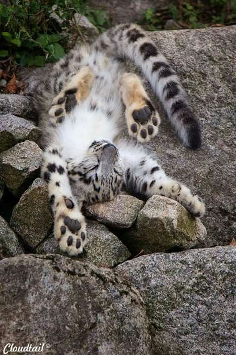 cheyenne8304's tweet photo. @RENARD5149 @CoquetteEric @denisgueldry @KristelBERINGER @CoralieArtu @Polichinnel3 @ARNOLD82411996 @besnardkam1 @KibetzVal @DegliEdgarda Bonne journée mon Renard préféré 💖 💝 bisous 😙 😙 et à tous 🐾 🐯 🦁🐴🐾😊 https://t.co/7oCoPh9wZ1