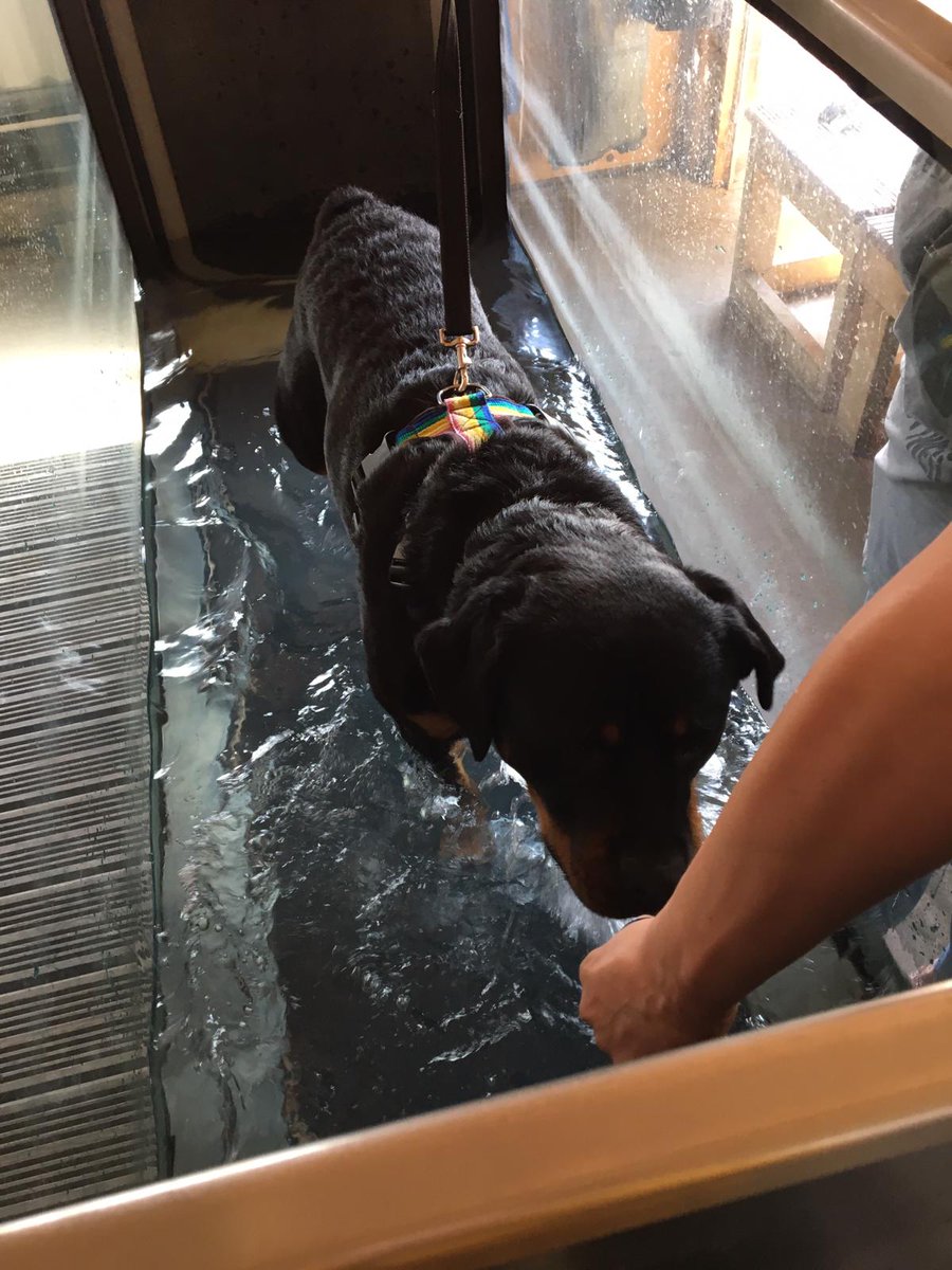 Hydrotherapy has started. Measurements confirm muscle wastage on Brown Eyes back legs but we are all hopeful this will be a lot better with further treatments. Please donate or RT for us. justgiving.com/crowdfunding/b…