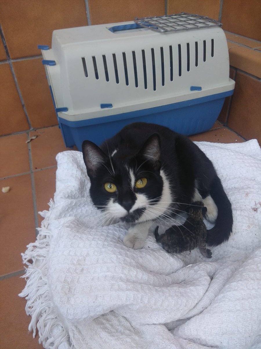 vai3333's tweet photo. #ESPAÑA #huelva SOS¡URGENTE!!!GATA RECIÉN PARIDA, SOLO HA TENIDO UNO, LA HAN PUESTO EN UN PATIO PERO DICEN QUE MAÑANA TIENE QUE SALIR DE ALLÍ¡POR FAVOR ALGUIEN QUE PUEDA AYUDAR?PARTICULAR O PROTECTORA, ESTAN EN #ALJARAQUE, HUELVA¡¡¡Bea: 657 06 54 78  #ADOPTA Y SALVA UNA VIDA¡¡ https://t.co/O3lLaRCn57