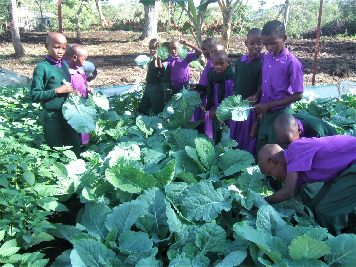 EMCSTz's tweet photo. Our veggie garden with our happy gardeners #Tanzania https://t.co/fLRFNb8lJ0