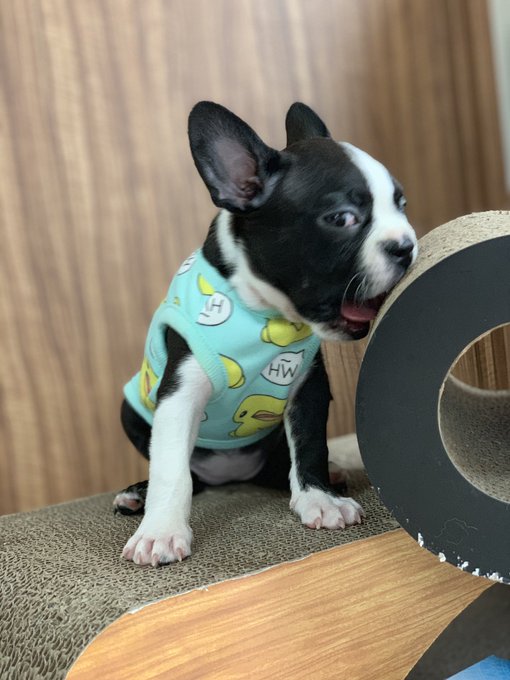 ふくれな 犬を知り合いから譲り受けたと動画で報告するもペットショップで売られていた犬に酷似していると炎上 まとめダネ ふくれな 犬を知り合いから譲り受けたと動画で報告するもペットショップで売られていた犬に酷似していると炎上 まとめダネ