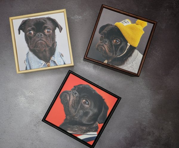 DunnsImaging's tweet image. Our Cubit Frames are 2&quot; deep, come in 3 colour ways and start from 5&quot;x5&quot; all the way up to 20&quot;x30&quot;.  All with a pro grade print! *pugs not included 🐶dunnsimaging.co.uk/framing/cubit-… #photoframes #proprinting #printwithdunns