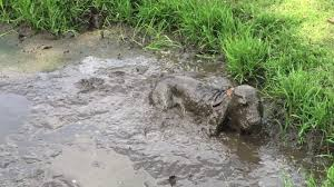 fundscapegav's tweet photo. @langcatlocke Looks like a Spaniel, Black every time, doesn't show the mud so bad, best dogs ever. https://t.co/S1icJetHbu