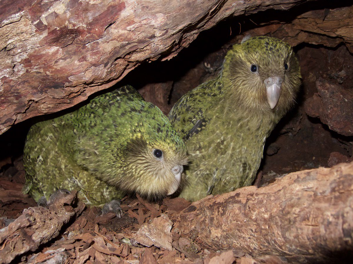 takapodigs's tweet photo. The three chicks in Queenie's nest have now all fledged (have been away for the nest for at least one day), although two of them - Alice-2-A and Tumeke-2-A - are sometimes in the nest during the night. #kakapo #kakapo2019 #conservation #parrots https://t.co/8ljBdxBF17