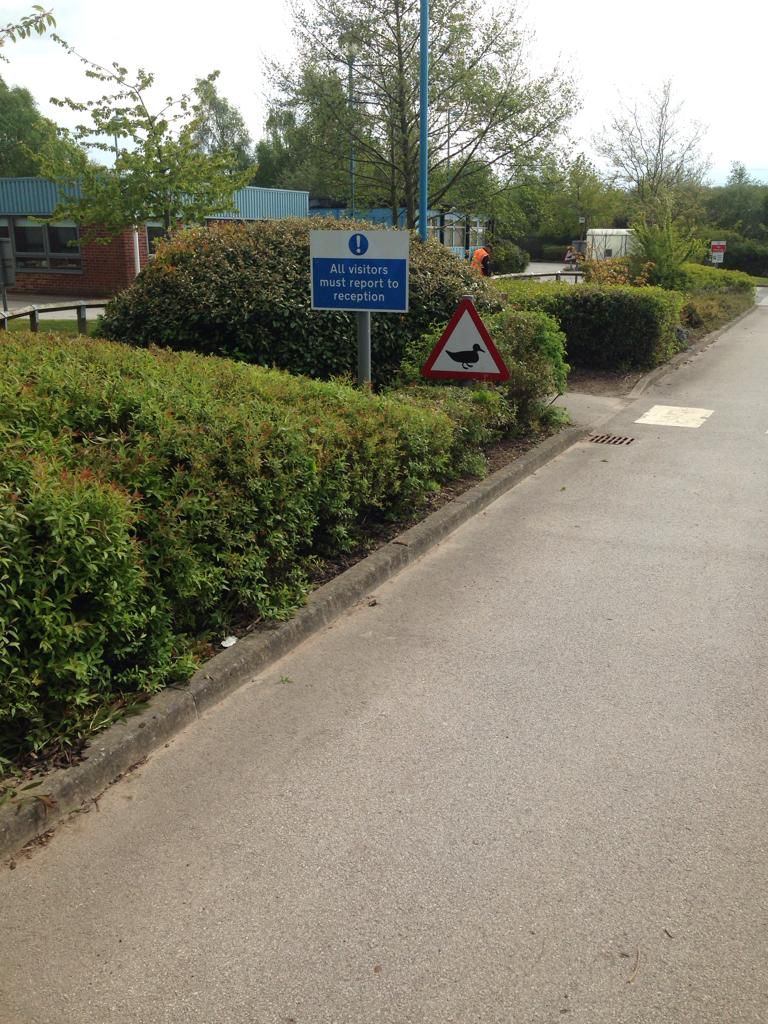 shedgrounds's tweet photo. Nice before and after from the team shaping these shrubs to make signage clear. Now all visitors know they need to watch out for those ducks! #shrubwork #groundsmaintenance #ducks #signage https://t.co/F1NrK5nrgV