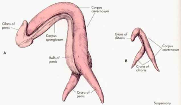 J J G On Twitter Your Daily Reminder That Most Of The Clitoris Is Pretty Much What We Call The Prostrate The Other Half Of The Time Https T Co Ejdinxxur1 Twitter