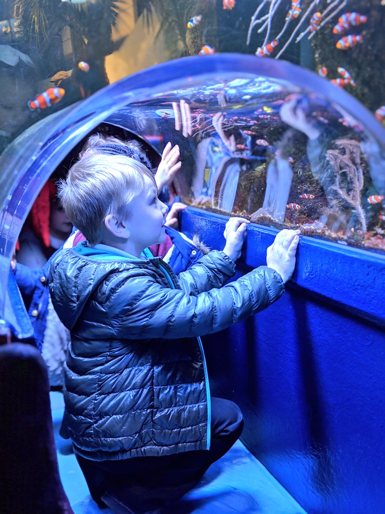 MrEvansT's tweet photo. The looks on their faces 😍🐧🐟🐠🐡🦈🐙🦀🦑🌊 https://t.co/sy4LYvMbLA