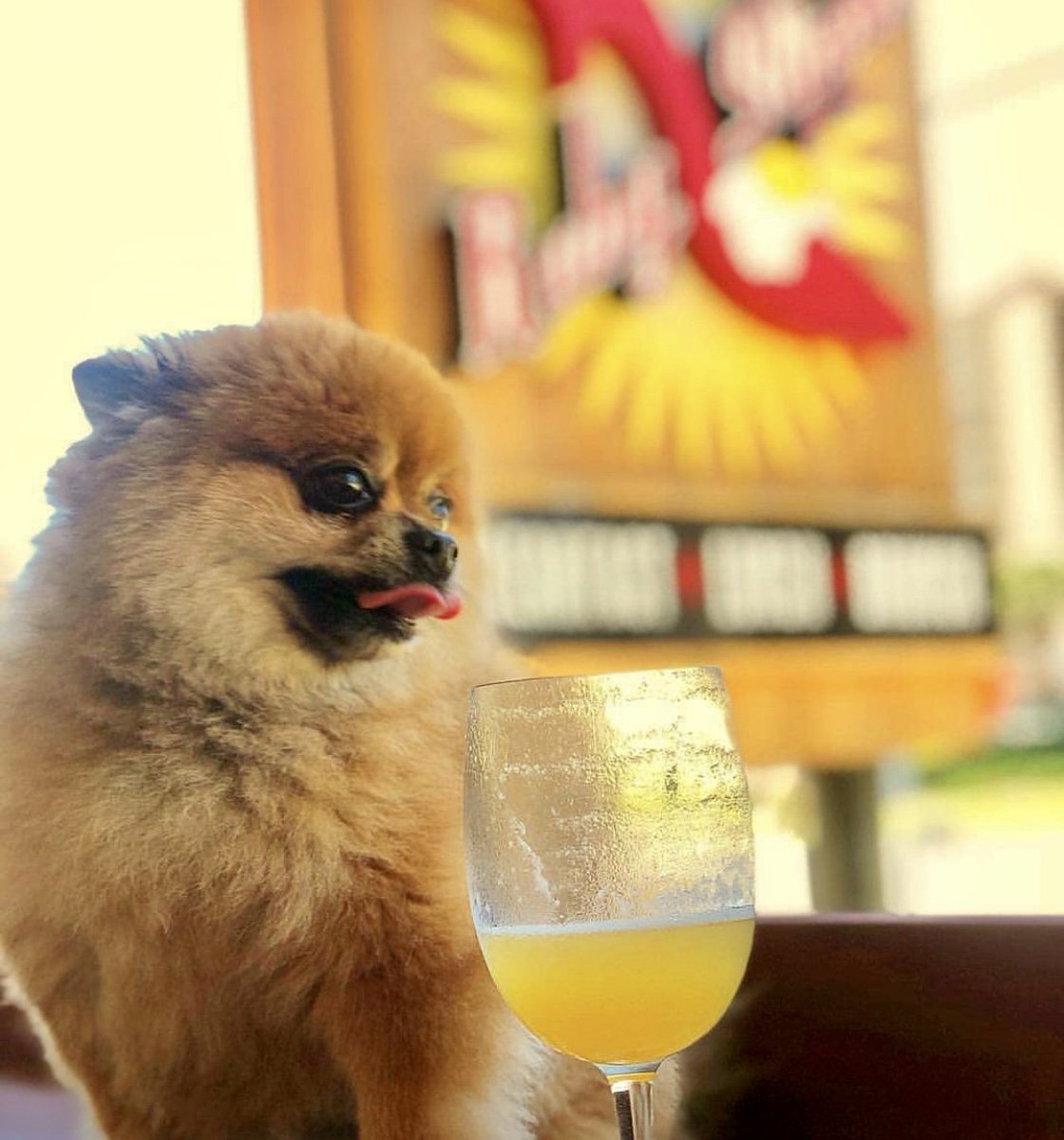 BrunchWithRuby's tweet image. Don't leave your pup at home while you go out to brunch! Bring him with you instead and dine on our pupper-approved outdoor patios. 🐶 

#RubySlipperCafe #RubySlipper