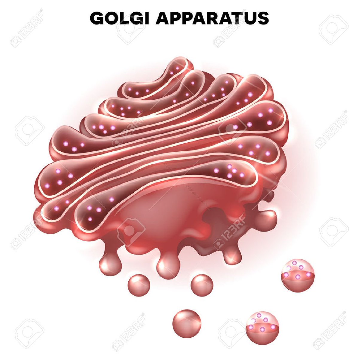 ehur12's tweet photo. kerry washington as golgi apparatus https://t.co/EtKVpbLTOn