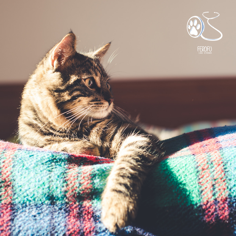 cvferofu's tweet photo. Ellos piensan que son los dueños de la casa 🤔
Y al final no van desencaminados, lo hacemos todo por su cuidado y su bienestar 🥰
https://t.co/knUVfSuOYL

#gato #gata #sabiasque #curiosidad #dato #dormir #perrito #mascota #monada #precioso #veterinaria #brunete #madrid #mejor https://t.co/vOLGS2xWXT