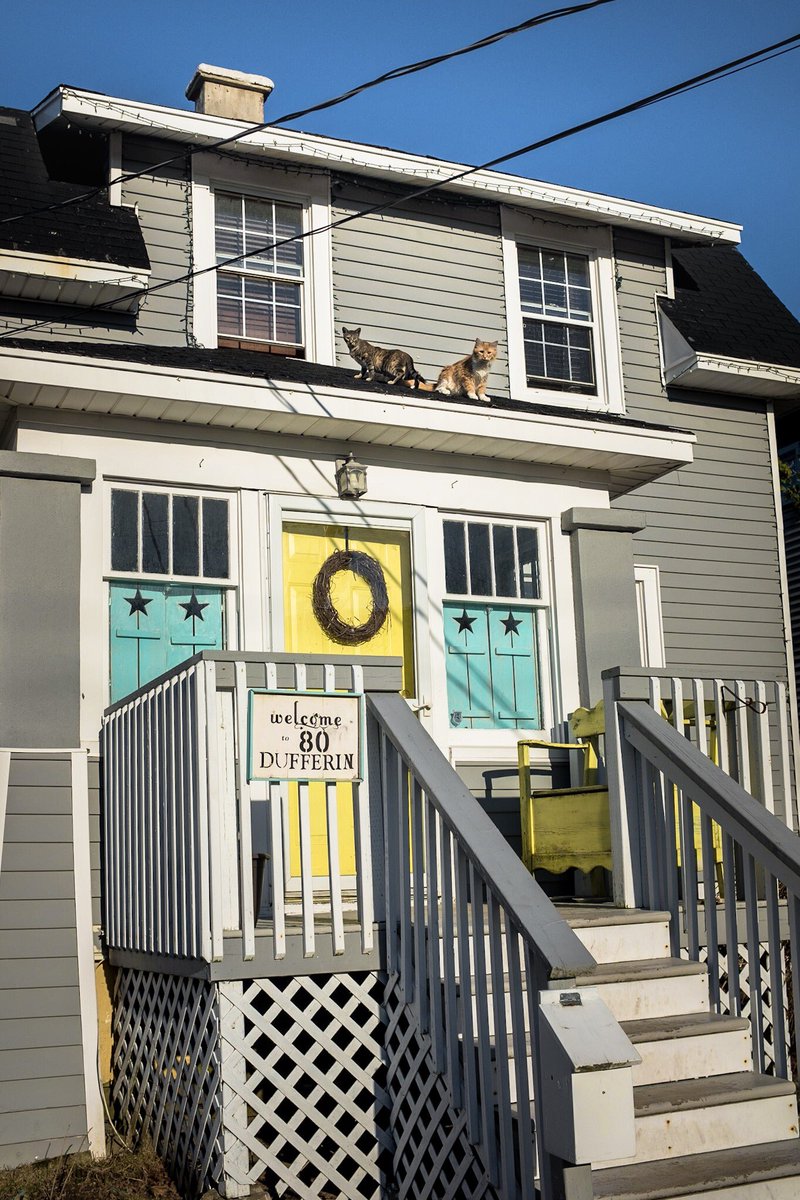 eyegillian's tweet photo. Two cats. Not a tin roof.
#saintjohn #cats #fujix100F https://t.co/4Mkxt66AxI