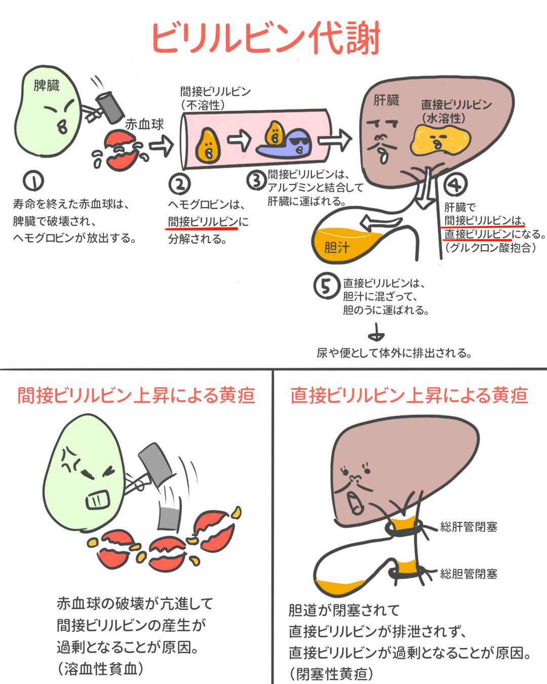 ゴロ 解剖生理イラスト On Twitter イラストで分かる ビリルビン代謝 間接ビリルビン高値の黄疸と 直接ビリルビン高値の黄疸の違いが よく分からない人へ Https T Co Pcms5jowtx Twitter