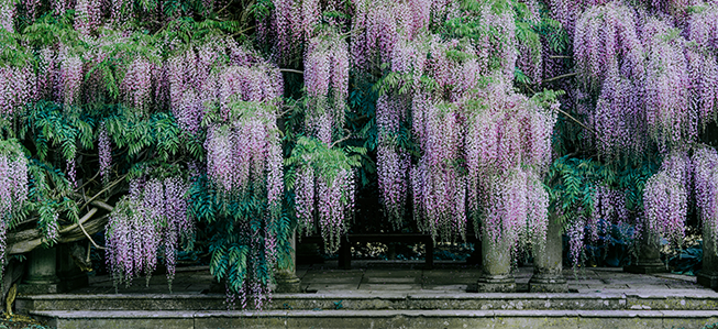 MOMConsultancy's tweet photo. What does wisteria have to do with #leadership? 
"For lazy gardeners like me, there is always perfectly rational reason to put off messy excavation needed to properly address problem". 
Good analogy @TalentVanguard 
Dig to roots of behaviour patterns.
https://t.co/bIsznfrCz3 https://t.co/Ed5egCz2y0