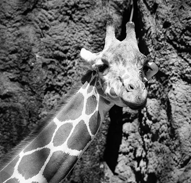 #giraffe bit.ly/2LtfUUG