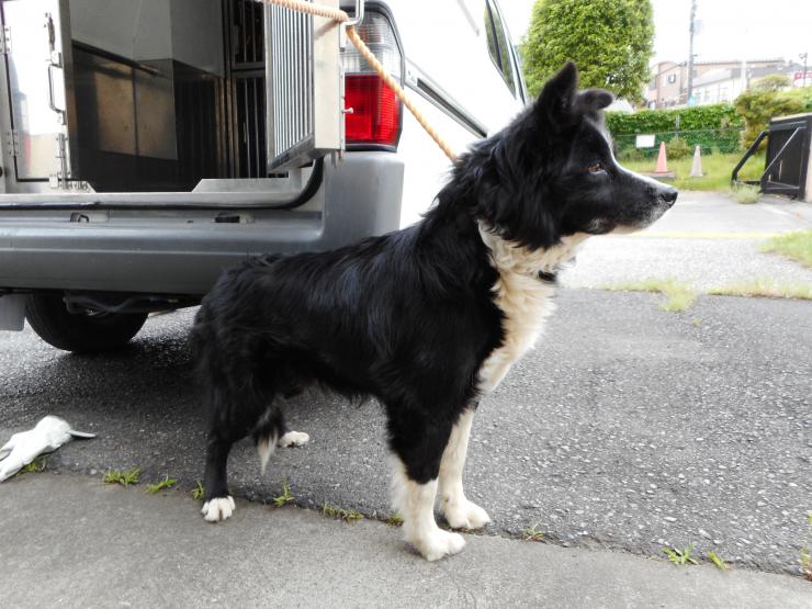 ボーダーコリー犬 hashtag on Twitter