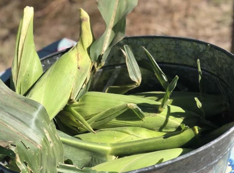 We opened the farm gates to preschoolers to share how vegetables are grown. Farmer Brendan has everyone in high-vis vests! Good fun for all, lots of questions and great to share our passion in growing healthy vegetables for Australians 🌱