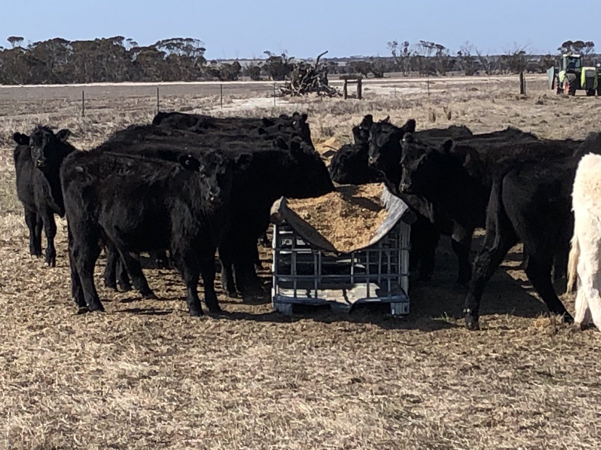 JohnHarding1963's tweet photo. #ibcchallenge made for feeding crimped barley. https://t.co/UFrhlCeH0H
