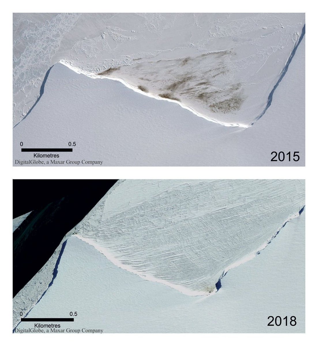CRCiencia's tweet photo. Esta comparativa fotográfica muestra el colapso de la colonia de pingüínos emperador de la bahía de Halley, Antártida, entre 2015 y 2018 (Peter T.Fretwell, 2019) https://t.co/EjHuLMOWWi
