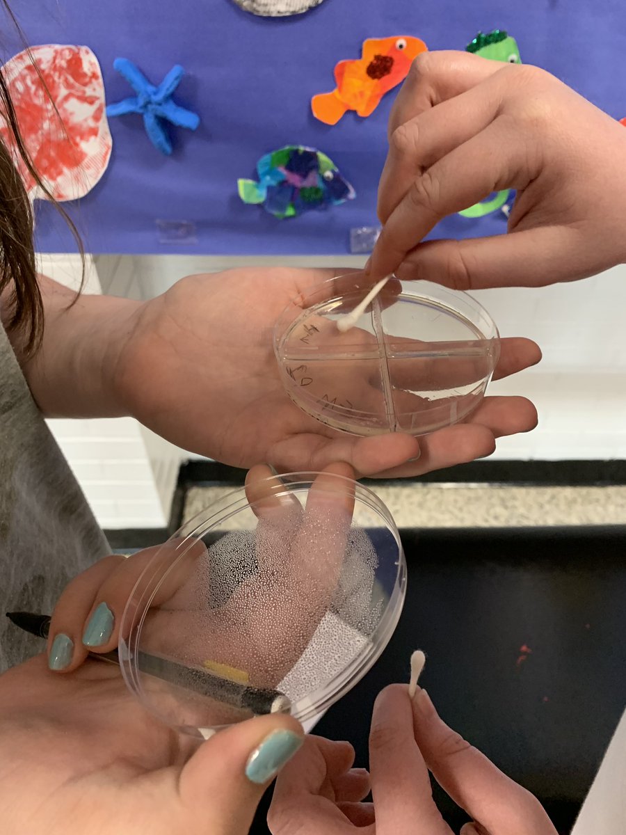FHSBioVinson's tweet photo. Bacteria swab day!! #swabtheschool #bacteriarocks #washyourhands https://t.co/T2j0mvZor4