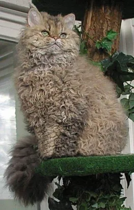 wRVM3M4bhe5C4gT's tweet image. 