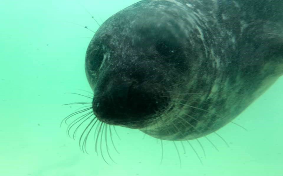 sascampaigns's tweet photo. UPDATE: #CreaturesAndPlastic: Underweight seal pup found at #TrevellasPorth in #Cornwall had eaten two plastic bags.
@BDMLR team member Lizzie Larbalestier shares the story of ‘Brian May’, who luckily made a full recovery.
Read More: https://t.co/2B5Fnujjd1 #TheCreature https://t.co/SOkpSAYh0B
