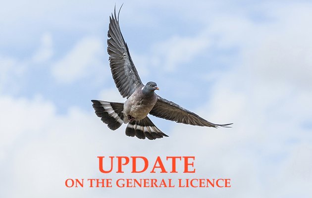 TheFieldmag's tweet image. LATEST on the SERIOUSLY FLAWED woodpigeon Licence issued on Friday po.st/GeneralLicence #generallicence