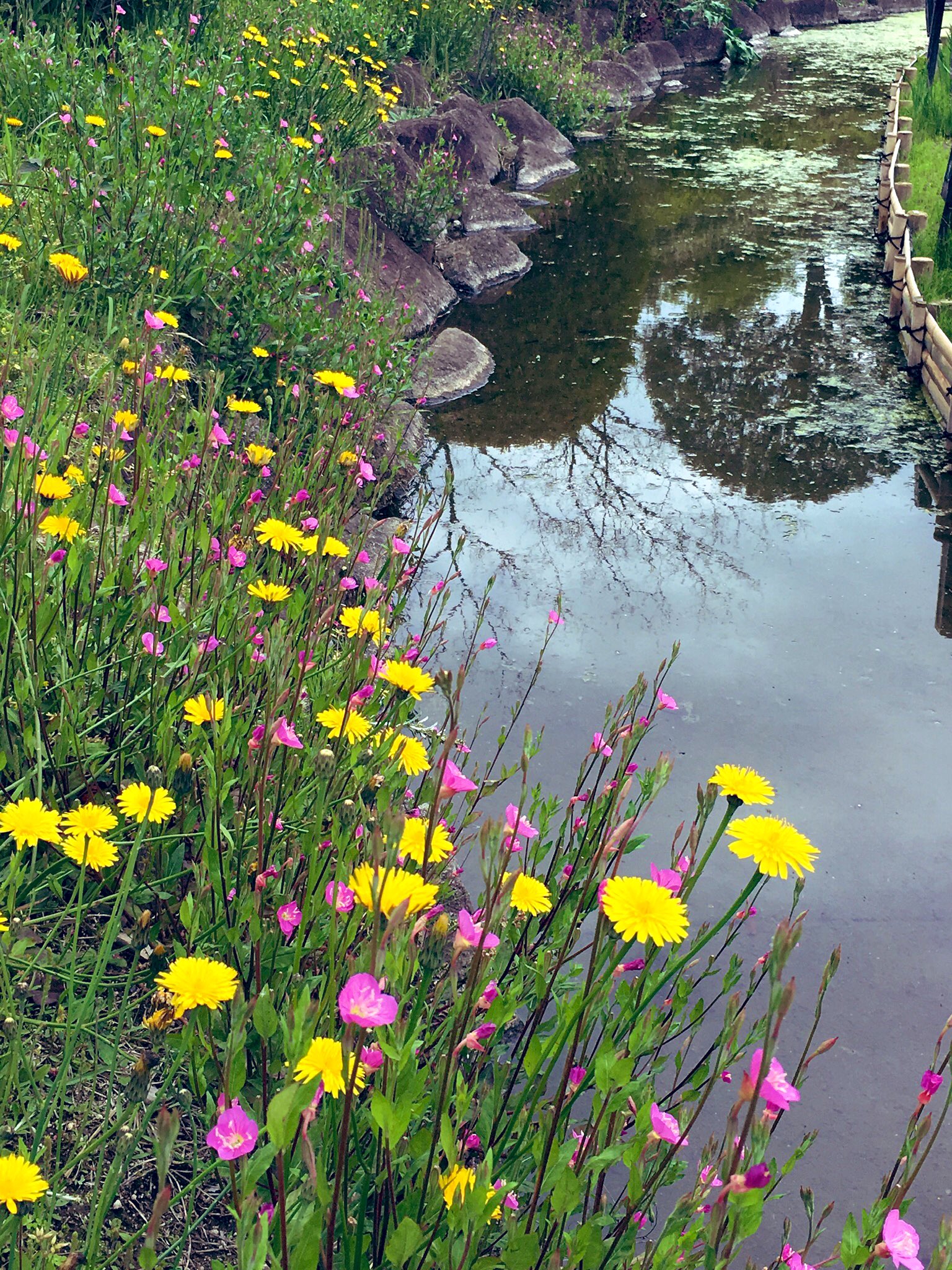 水辺に咲く花 Twitter Search Twitter