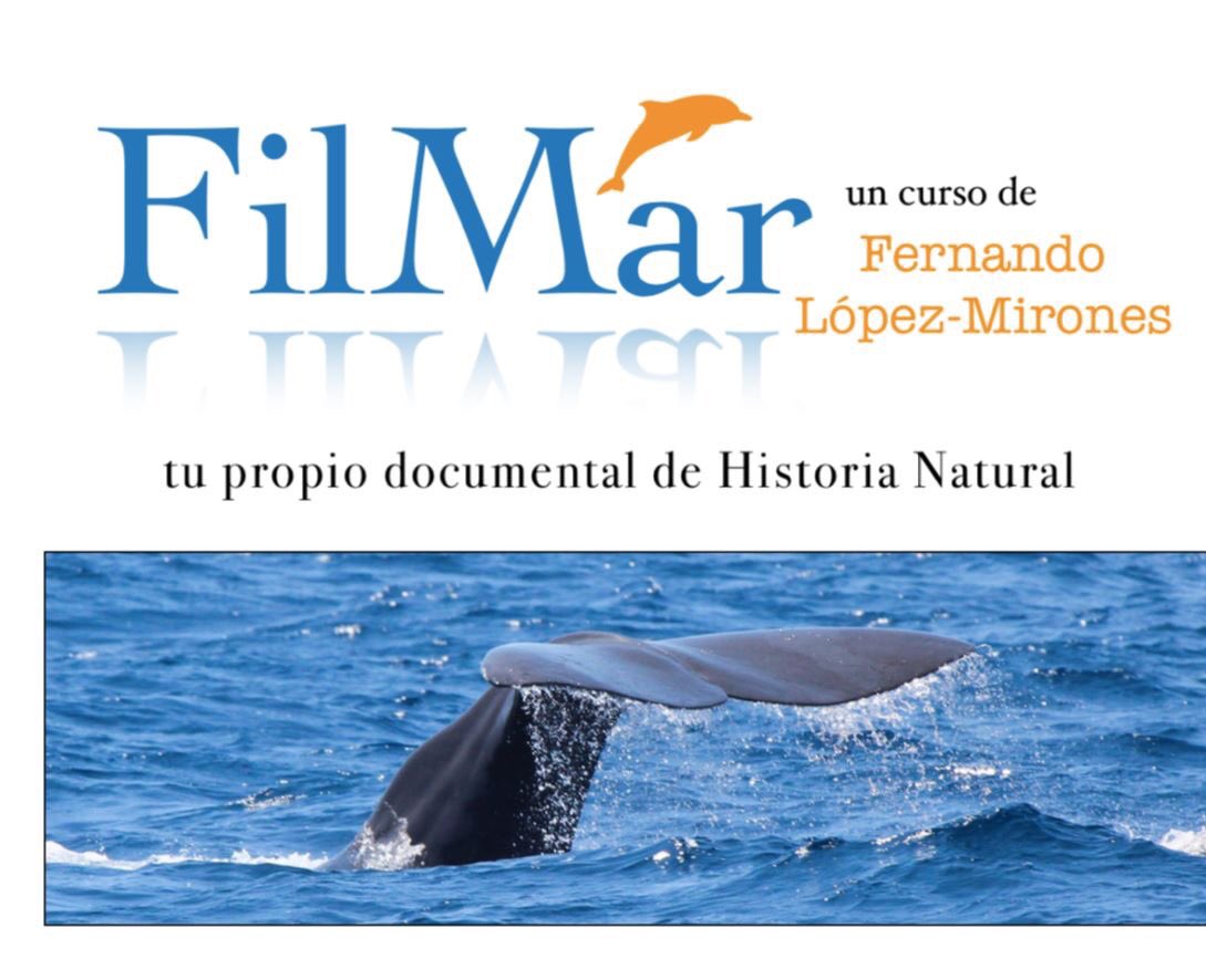 CURSO: 🎥 FILMAR, con <a href="/FLMIRONES/">FERNANDO LÓPEZ-MIRONES</a>. 
¿Cómo se realiza un #documental de #naturaleza? 
6 días de aventura en alta mar, y lo sabrás de primera mano. Mas información y reservas: alexander@alnitak.org #baleares #Ciencia #audiovisuales #verano2019