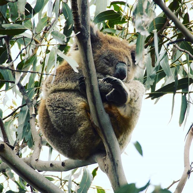 JoshDGClarke's tweet photo. Seeing a koala in the wild! 🐨 https://t.co/BPtucxo9XP https://t.co/vhvTqBisct