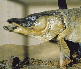 TheWilsonChelt's tweet photo. This evening, curator Ann-Rachael Harwood will be hosting an object talk on the Dowdeswell Pike. I've heard that its a reel-ly good talk and its a great oppor-tuna-ty to learn more about #Cheltenham's local history. #ObjectTalks #Culture #FishPuns https://t.co/iBUAUST23e