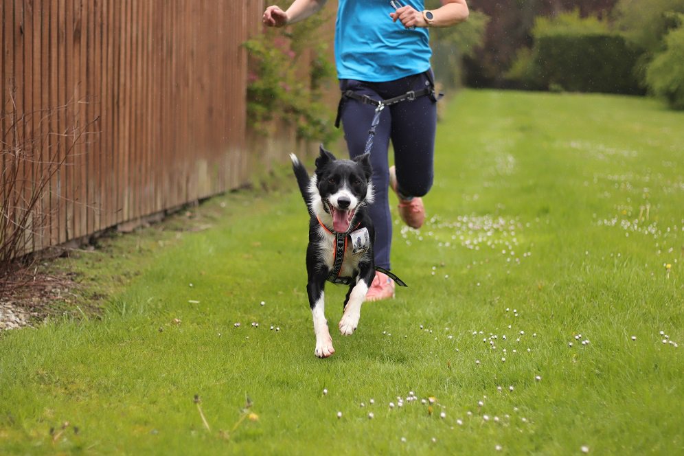 colliefullife's tweet photo. Happy #TongueOutTuesday! We went to Quick Brown Dog Ltd to get Coinneach a proper running harness. He tried on a few different ones and had a run with them on to help decide the best.
Moss
#AngusAmbassadog #DogFriendlyAngus #CaniCross #RuffDugger #CaniCrossDog #dogsoftwitter https://t.co/hkH891pGOU