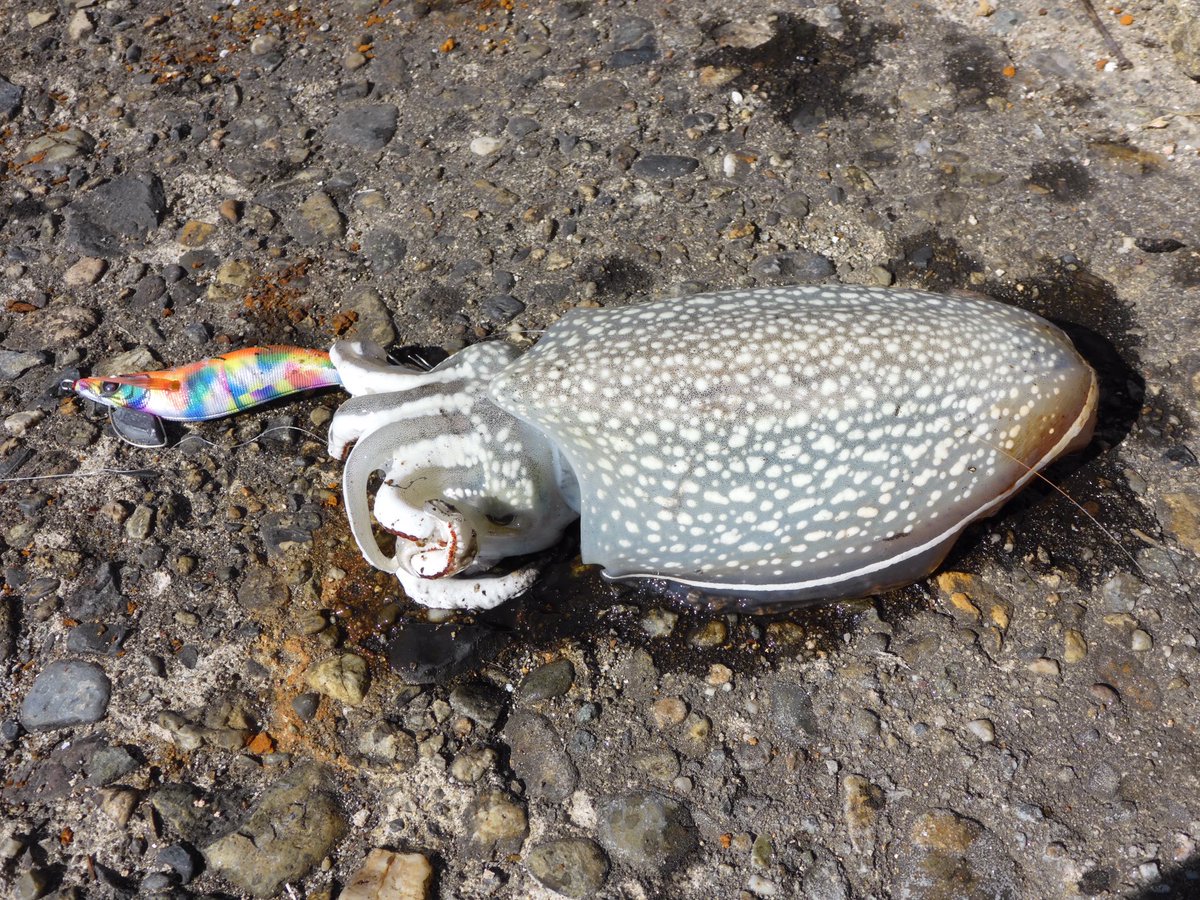 Nao Gwは仕事三昧 本日休日に気軽に釣りしたら 満足の釣果 いい天気の中 釣れて最高 コウイカ6杯 シリヤケイカ2杯 チヌ1匹 近くにいた方にもらいました ありがとうございます 高松市 エギング 餌木 コウイカ シリヤケイカ
