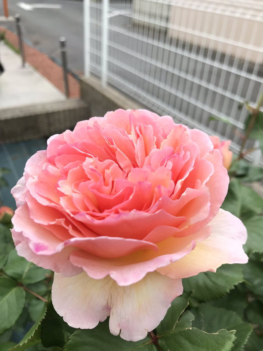 むぎ 今日も バラが咲きました プリンセスアレキサンドラオブケント プリンセスシャルレーヌドゥモナコ ダフネ の咲きかけさん アミロマンティカ はアーチに 誘引してみました 咲いてくれると良いな